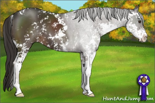 Horse Color:Liver Chestnut Sabino 