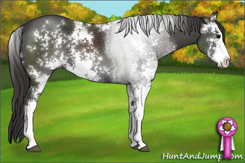 Horse Color:Smoky Black Sabino