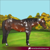 Horse Color:White Spotted Brown 
