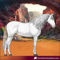 Horse Color:Red Dun Appaloosa 