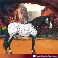 Horse Color:Black Splash Appaloosa 