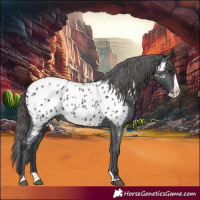 Horse Color:Black Splash Appaloosa 