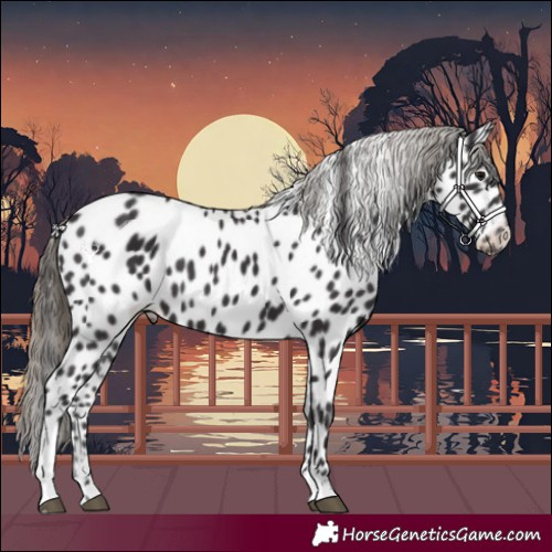 Horse Color:Smoky Black Appaloosa 