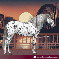 Horse Color:Smoky Black Appaloosa 