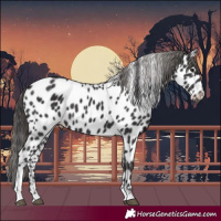Horse Color:Smoky Black Appaloosa