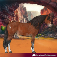 Horse Color:Bay Sabino Rabicano  and Bay Tobiano Rabicano 