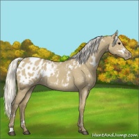 Horse Color:White Spotted Silver Smoky Grullo Roan Blanket 