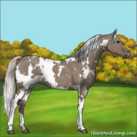 Horse Color:White Spotted Silver Grullo 