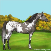 Horse Color:White Spotted Grullo Blanket 