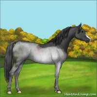 Horse Color:Black 