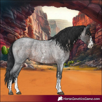 Horse Color:Brown Roan Sabino Rabicano  and Brown Roan Sabino Rabicano 