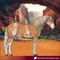 Horse Color:White Spotted Chestnut Splash 