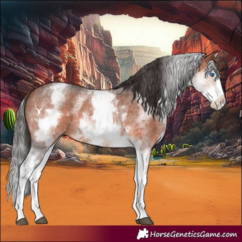 Horse Color:White Spotted Bay Sabino Splash Rabicano 