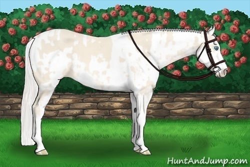Horse Color:Cremello Sabino  and Cremello Sabino Rabicano 