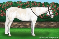Horse Color:Cremello Sabino  and Cremello Sabino Rabicano 