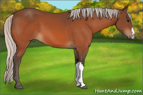Horse Color:Silver Bay 
