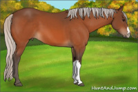 Horse Color:Silver Bay 