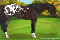 Horse Color:Midnight Bay Ice Appaloosa 