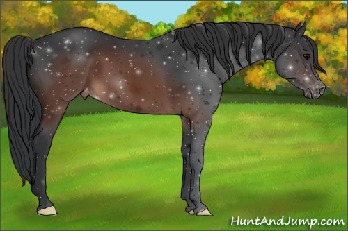 Horse Color:Brown Appaloosa 