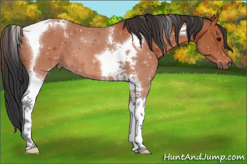 Horse Color:Bay Tobiano 