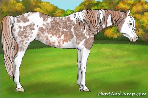 Horse Color:White Spotted Chestnut Ice Splash 