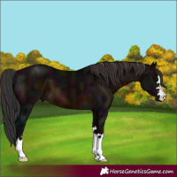 Horse Color:Midnight Brown 
