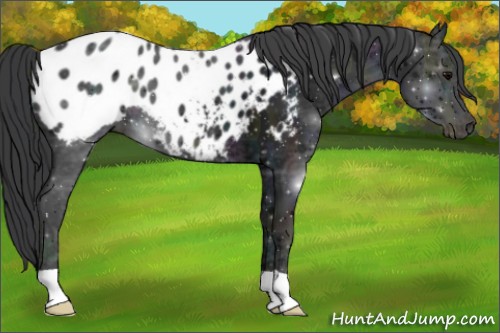 Horse Color:Midnight Black Ice Appaloosa 