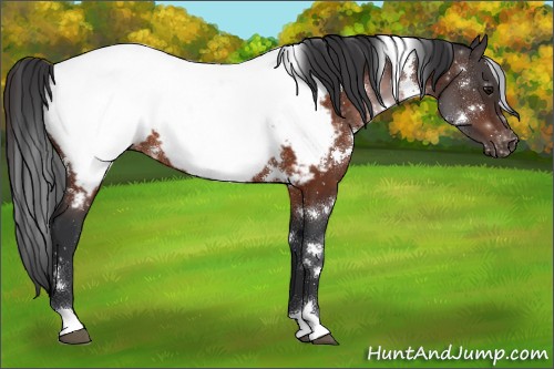 Horse Color:White Spotted Bay Near Fewspot Rabicano