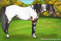 Horse Color:White Spotted Bay Near Fewspot Rabicano 