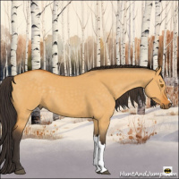 Horse Color:Buckskin Dun 