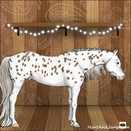 Horse Color:Chocolate Palomino Splash Appaloosa 