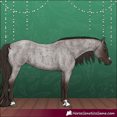 Horse Color:Liver Red Roan 