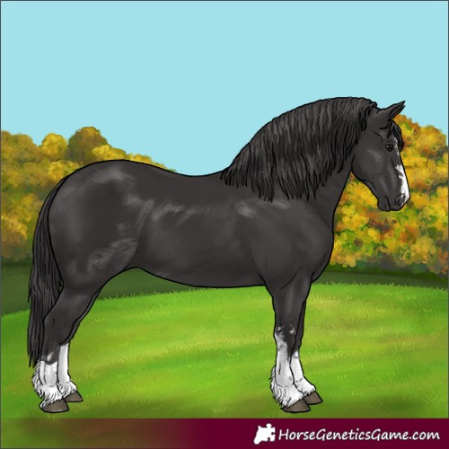 Horse Color:Smoky Black  and Smoky Black 