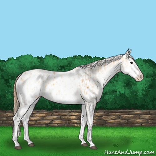 Horse Color:White Spotted Buckskin Onyx Appaloosa  and White Spotted Smoky Grullo Pearl Appaloosa 