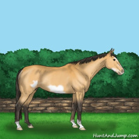Horse Color:Buckskin Frame Rabicano 