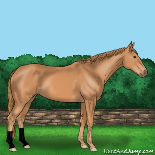 Horse Color:Void Chestnut 