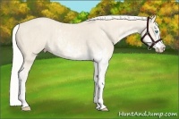 Horse Color:Cremello Sabino  and Cremello Sabino Splash 