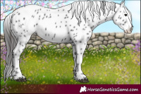 Horse Color:Black Appaloosa 