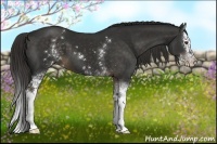 Horse Color:White Spotted Liver Chestnut Sabino Splash 