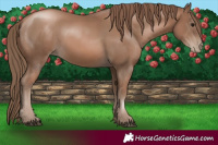 Horse Color:Black Pearl
