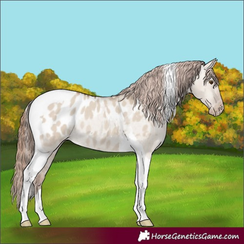 Horse Color:Classic Champagne Dun Tobiano Appaloosa Rabicano 