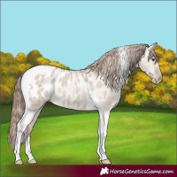 Horse Color:Classic Champagne Dun Tobiano Blanket Rabicano 