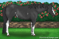 Horse Color:White Spotted Black Rabicano 