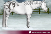 Horse Color:Brown Sabino Splash Appaloosa  and Brown Sabino Splash Appaloosa Rabicano 