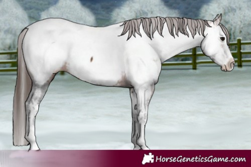 Horse Color:Bay Sabino Splash Near Fewspot  and Bay Sabino Splash Near Fewspot 