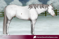 Horse Color:Bay Sabino Splash Near Fewspot  and Bay Sabino Splash Near Fewspot 