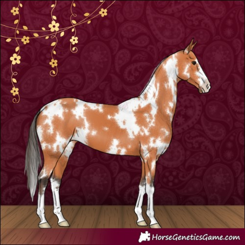 Horse Color:White Spotted Bay 