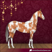 Horse Color:White Spotted Bay 