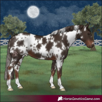 Horse Color:White Spotted Liver Chestnut 