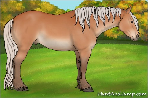 Horse Color:Silver Bay Sabino 